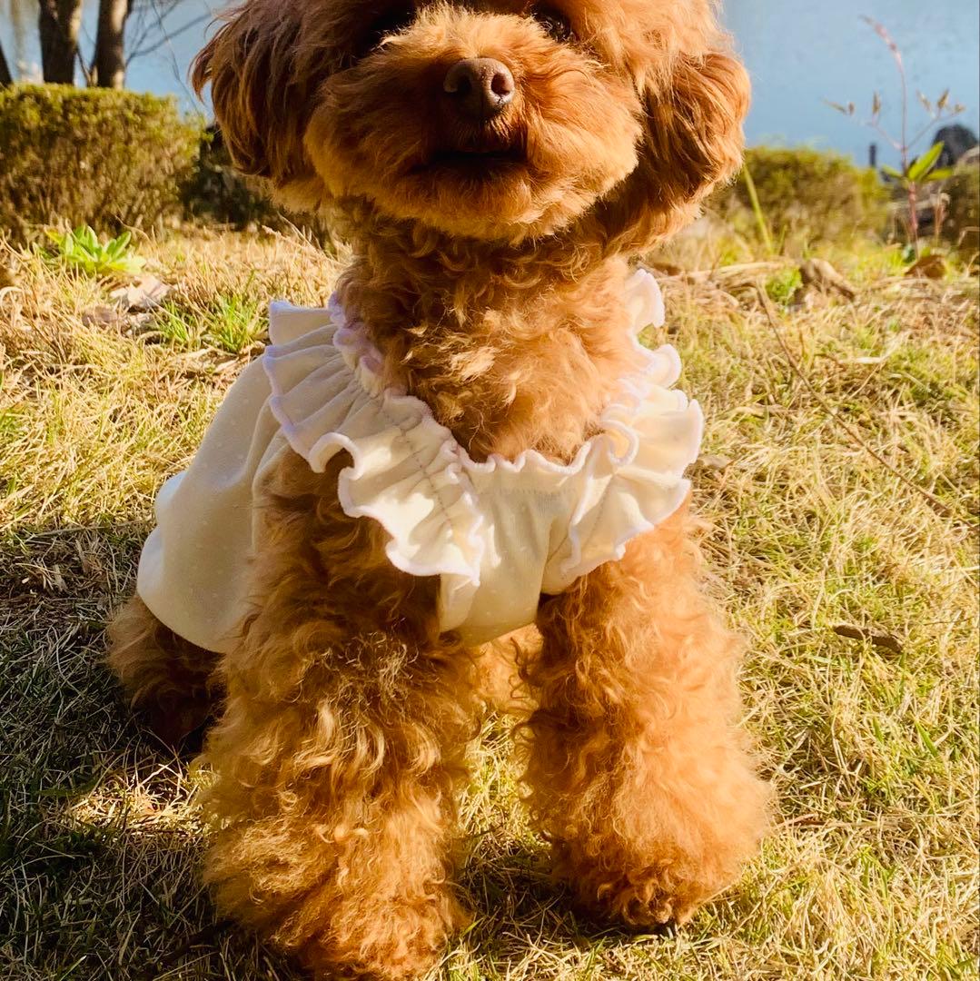 No.35 ハンドメイド犬服 ドットスムースのキャミバルーンワンピ