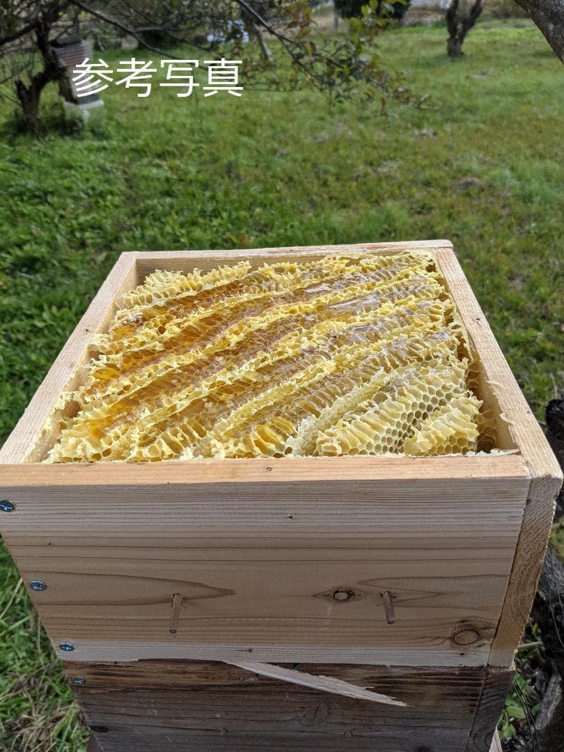 日本蜜蜂巣箱　九州より分蜂北上中！！　813