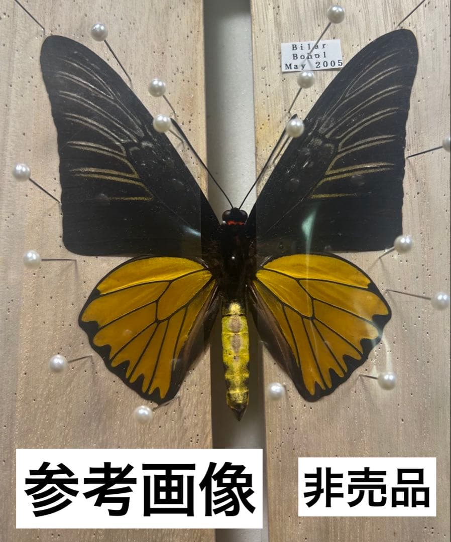 コウトウキシタアゲハ♂ 外国産昆虫未展翅標本　蝶