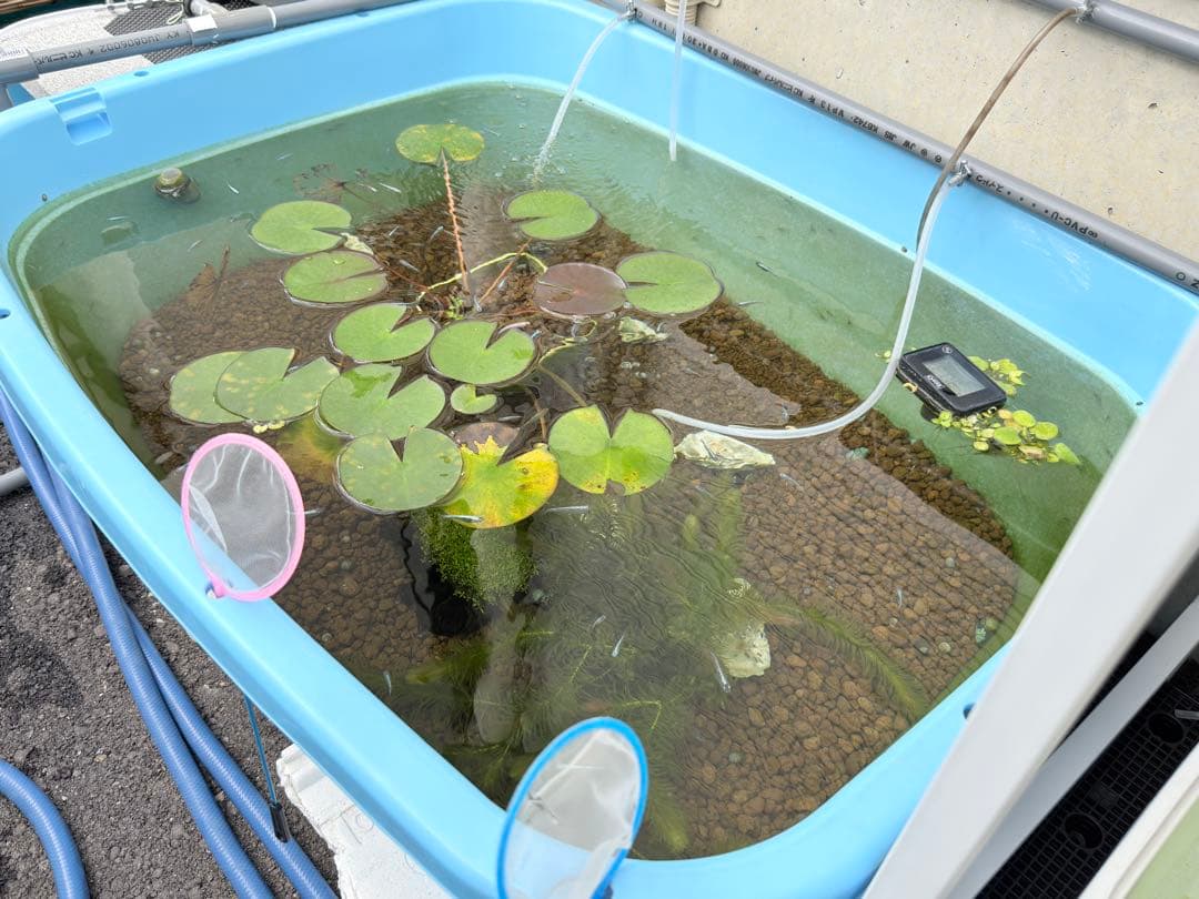 メダカ飼育ケース オーバーフロー(たらい120L)メダカ飼育 容器たらい