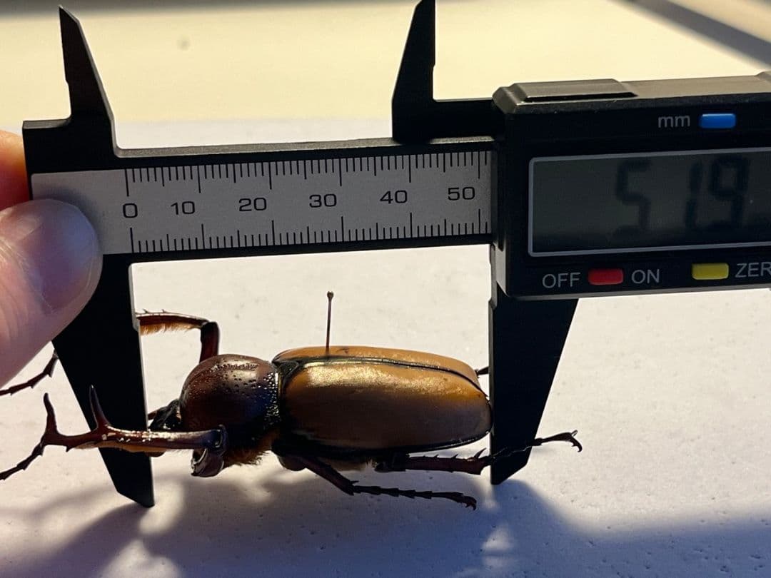 【化物汚有】ダビディヒメテナガコガネ 標本テナガカミキリ昆虫標本 甲虫