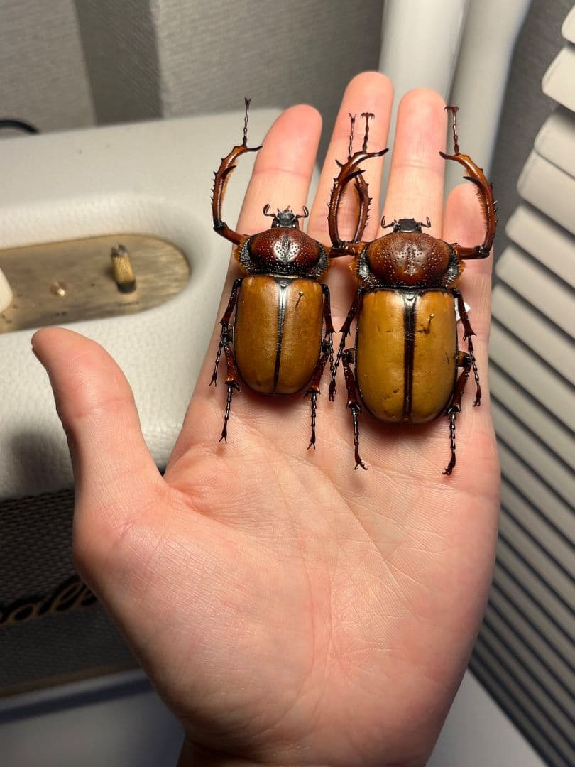 【化物汚有】ダビディヒメテナガコガネ 標本テナガカミキリ昆虫標本 甲虫