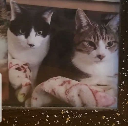猫の写真 フレーム付き 黒スパークル