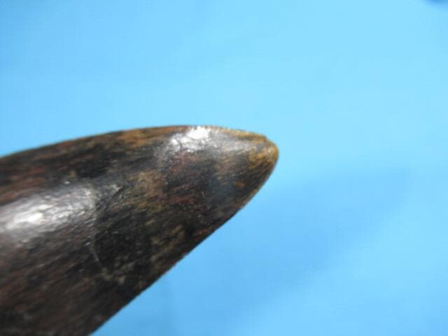 恐竜 カルカロドントサウルスの歯　87mm　No.1189