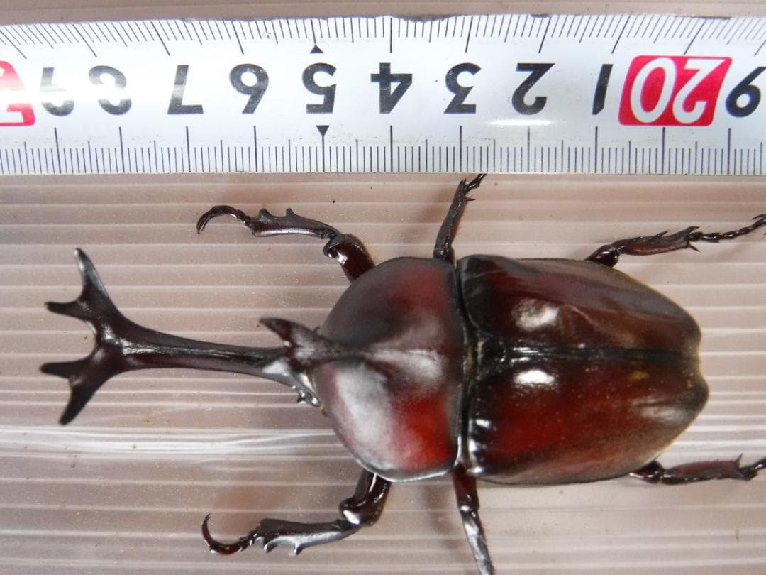 カブト虫マット40：発酵熟成竹・成虫・産卵・幼虫飼育用：100ℓ増量ℓ