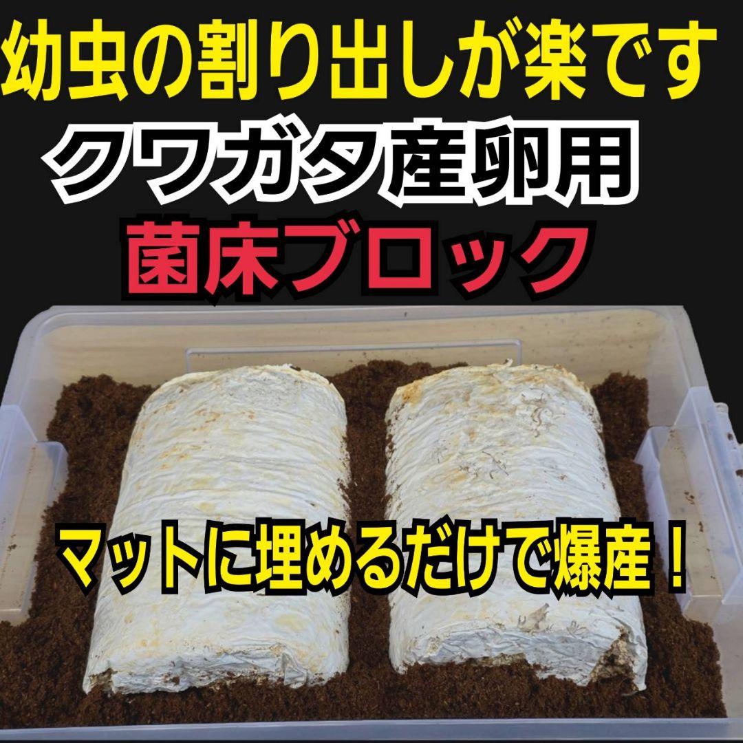 カブトムシ幼虫の栄養強化に！オオヒラタケ菌床【20ブロック】クワガタの産卵にも！