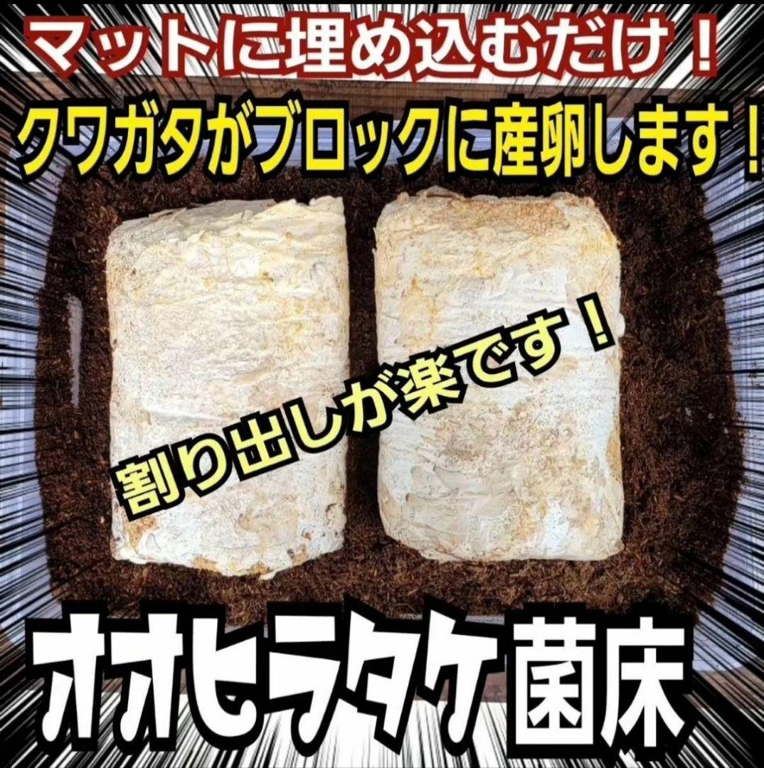 カブトムシ幼虫の栄養強化に！オオヒラタケ菌床【20ブロック】クワガタの産卵にも！