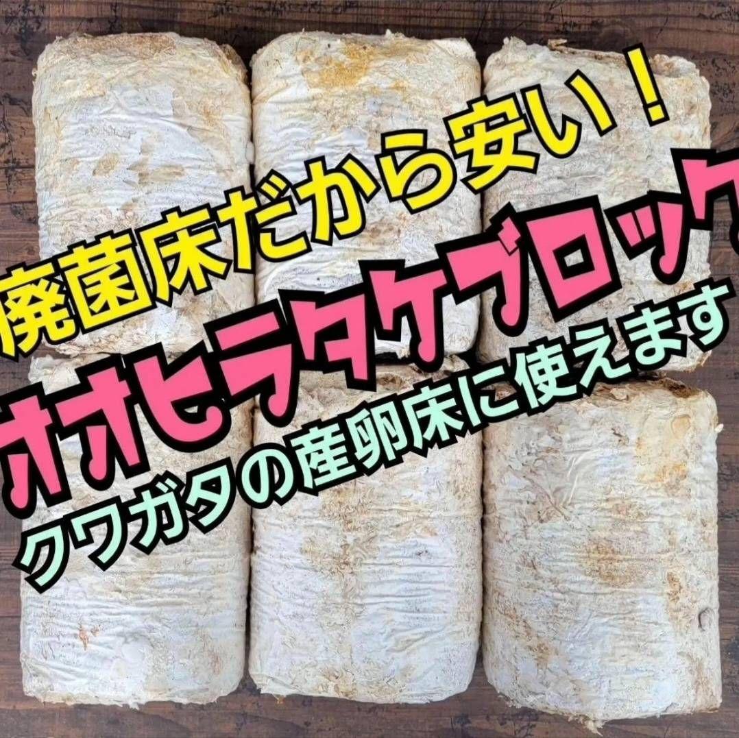 カブトムシ幼虫の栄養強化に！オオヒラタケ菌床【20ブロック】クワガタの産卵にも！