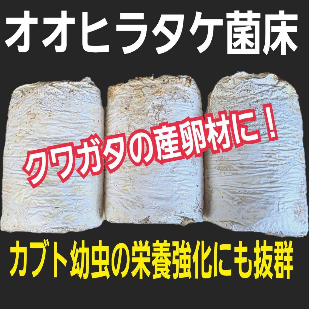 カブトムシ幼虫の栄養強化に！オオヒラタケ菌床【20ブロック】クワガタの産卵にも！