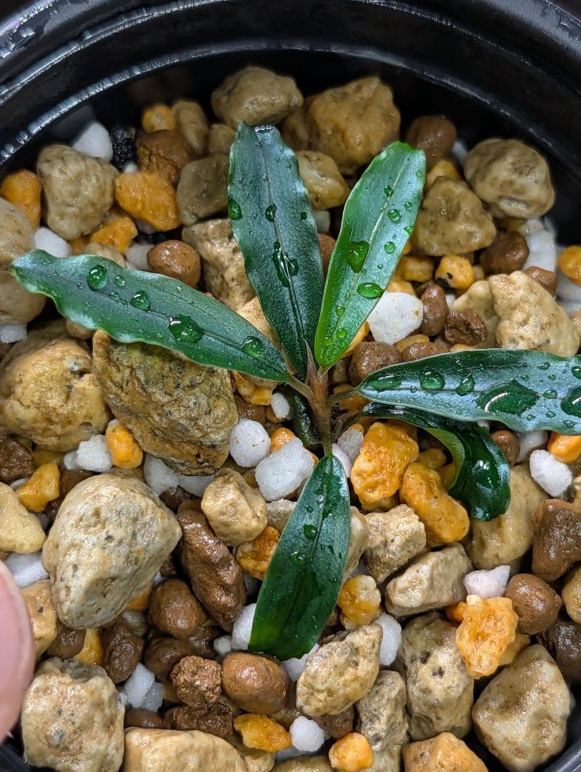 Bucephalandra sp. Panyumpa 【TB便】
