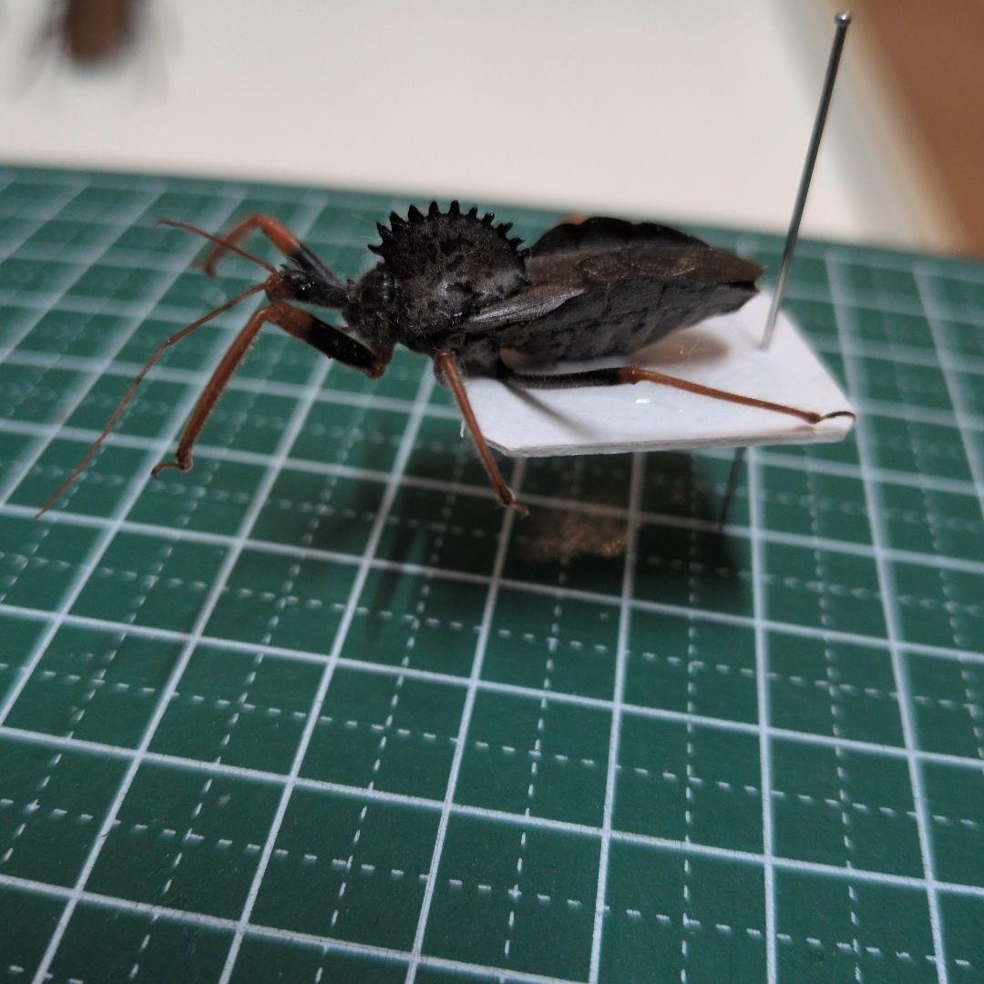 昆虫標本　カメムシ　珍しい　ペルー産