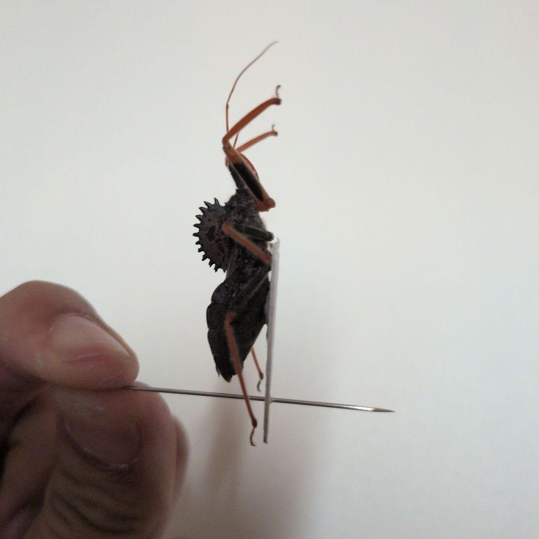 昆虫標本　カメムシ　珍しい　ペルー産