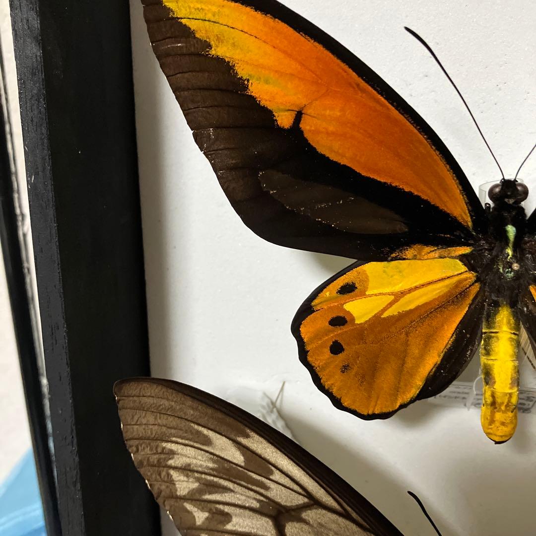 Ornithoptera croesus アカメガネトリバネアゲハ