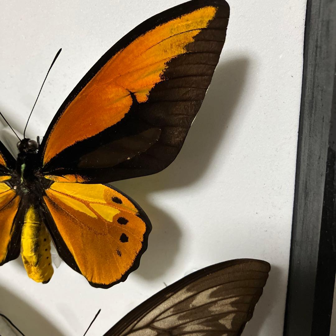 Ornithoptera croesus アカメガネトリバネアゲハ