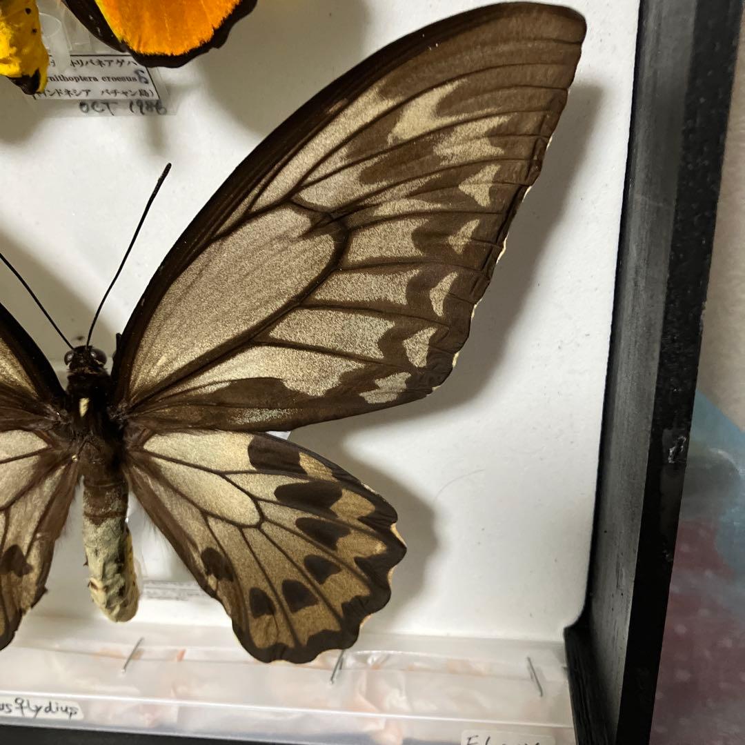 Ornithoptera croesus アカメガネトリバネアゲハ