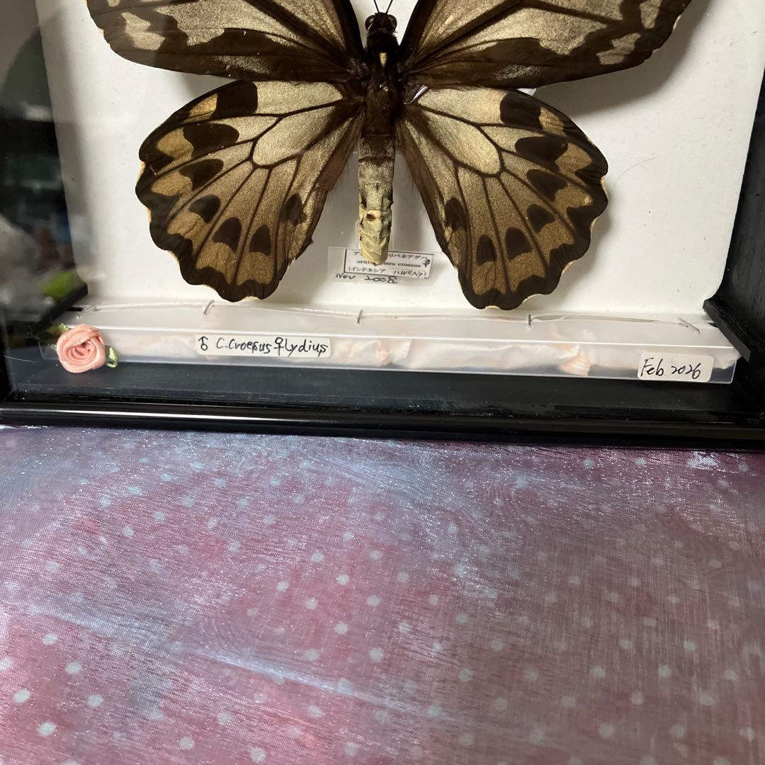 Ornithoptera croesus アカメガネトリバネアゲハ