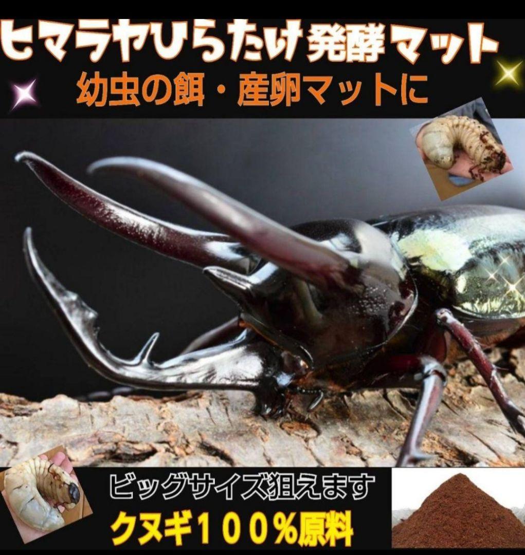 60リットル　ヒマラヤひらたけ発酵カブトムシマット　幼虫がビックサイズになります