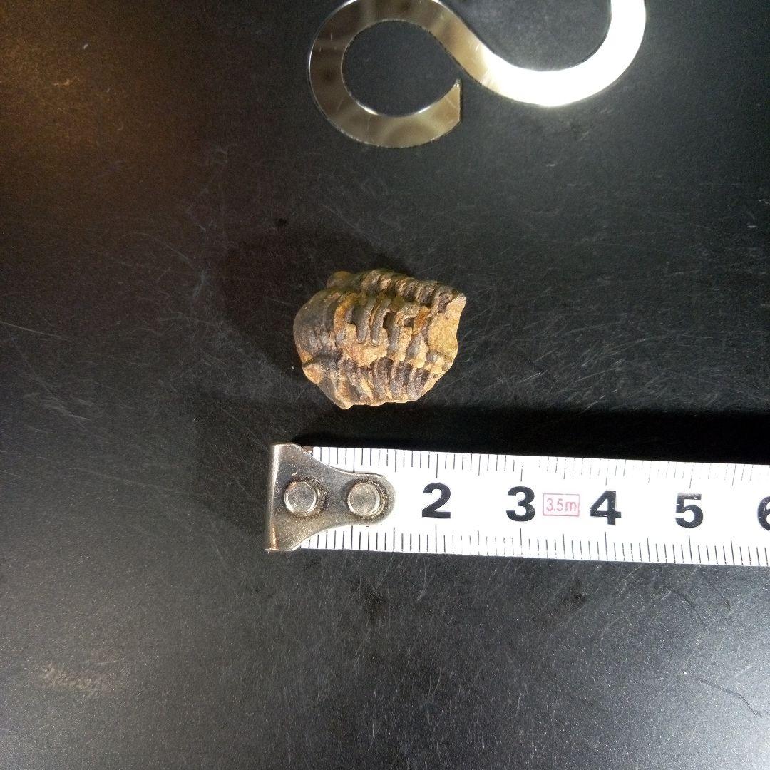 三葉虫　化石　fossil　ボリビア産　trilobite　ノジュール識別②