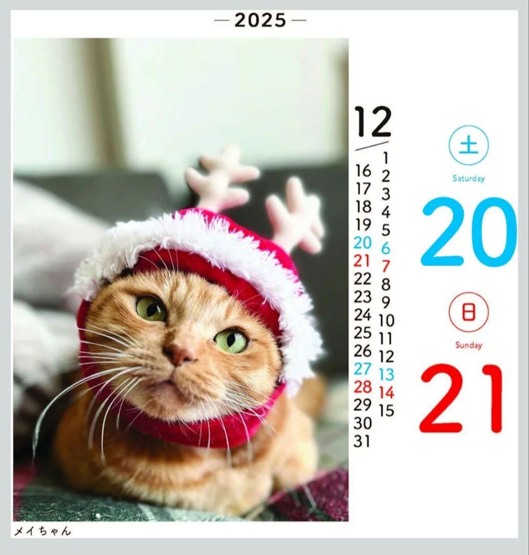 未使用⭐ 日めくりニャンコ！2025年 卓上日めくりカレンダー猫版 カレンダー