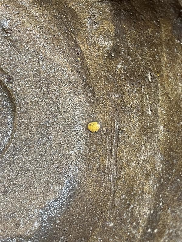 色絵云龍紋茶碗　茶道具