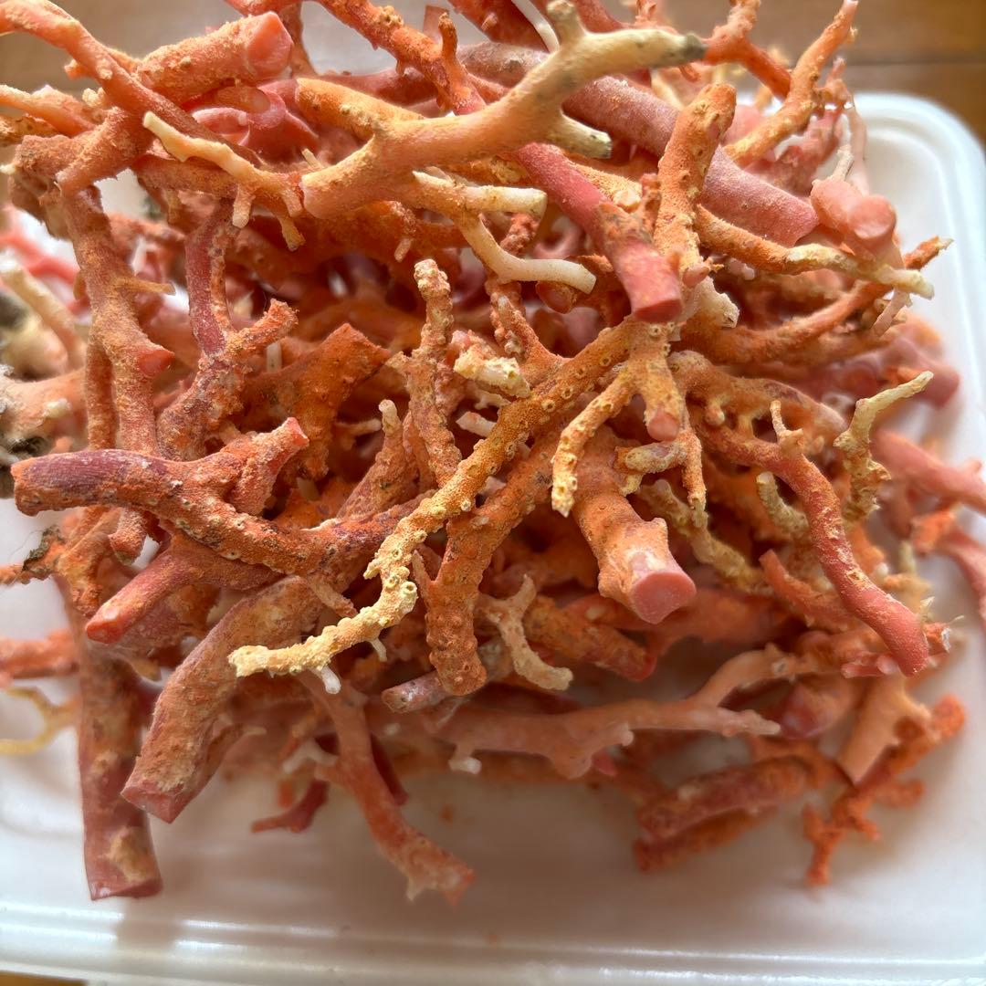 桃珊瑚