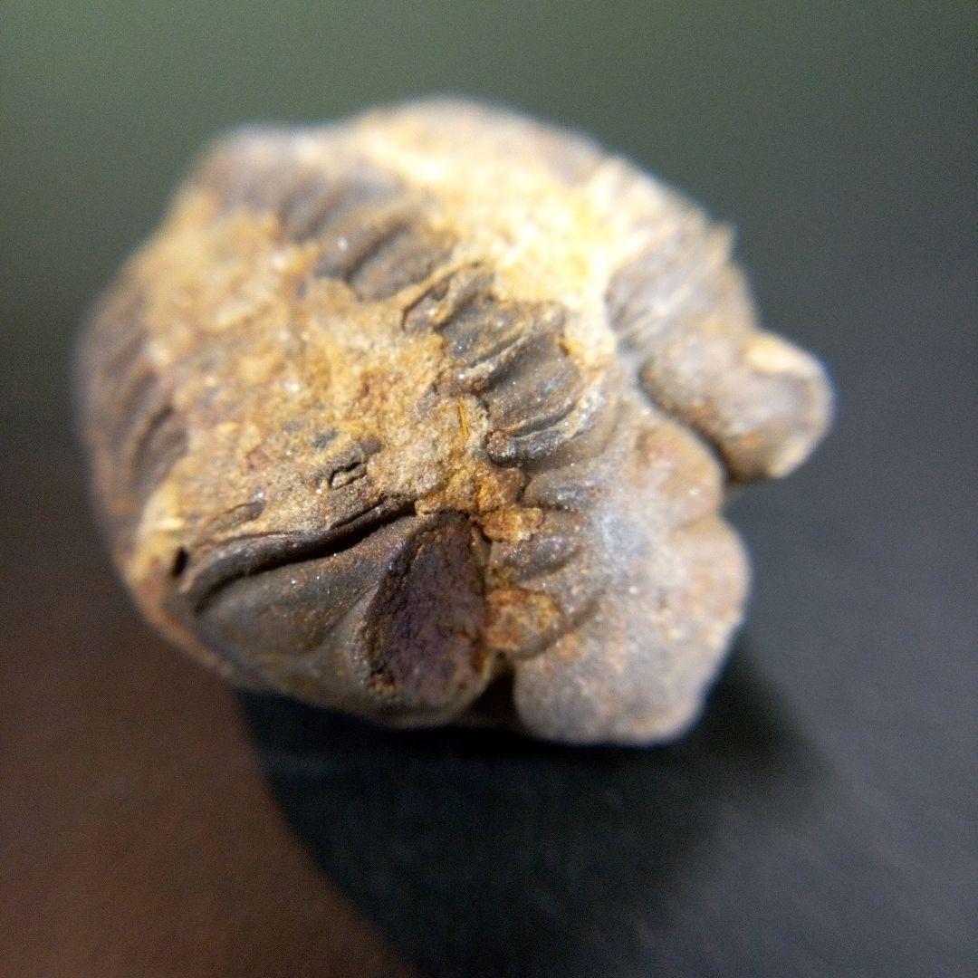 三葉虫　化石　fossil　海　ボリビア産　trilobite　海生動物種別⑨