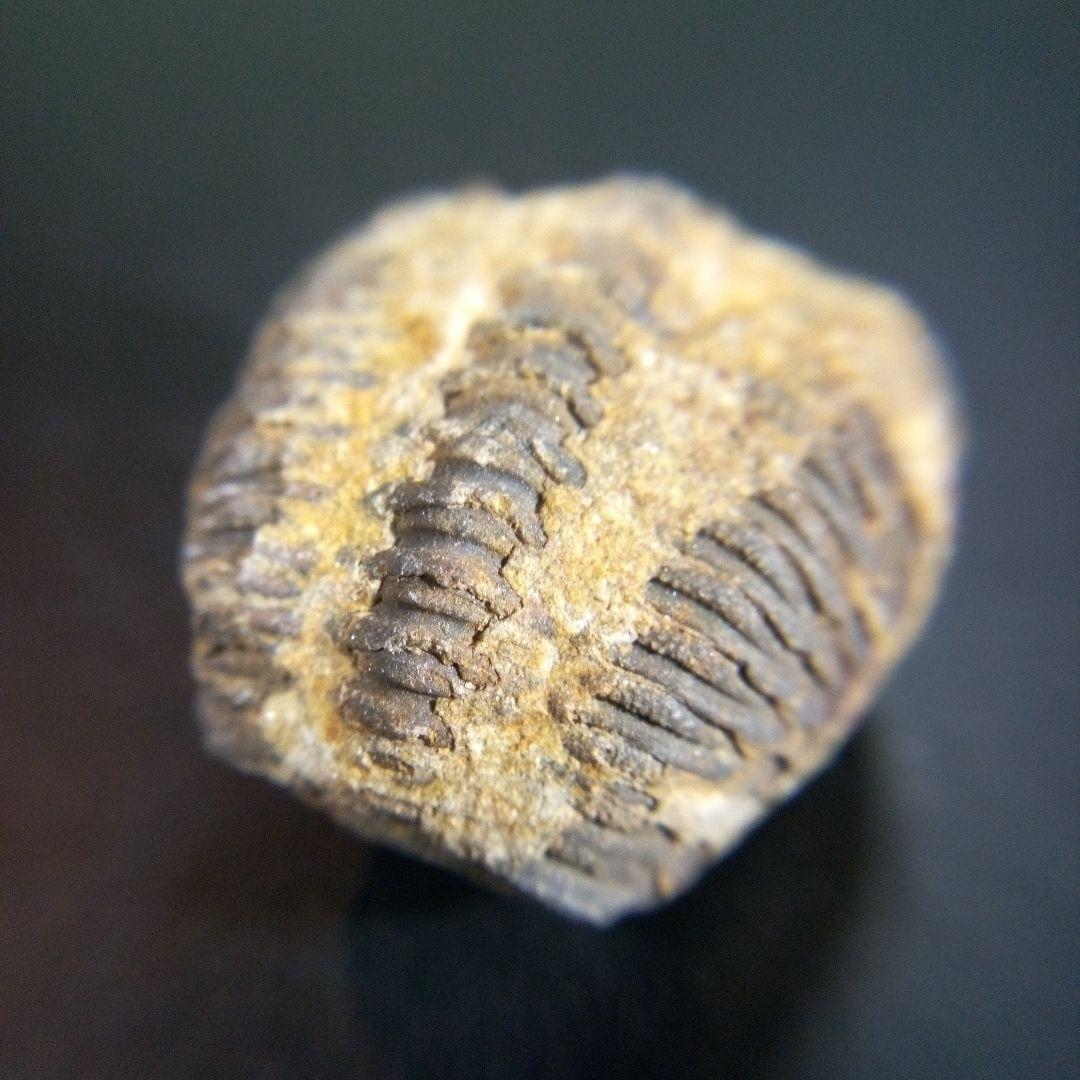 三葉虫　化石　fossil　海　ボリビア産　trilobite　海生動物種別⑨