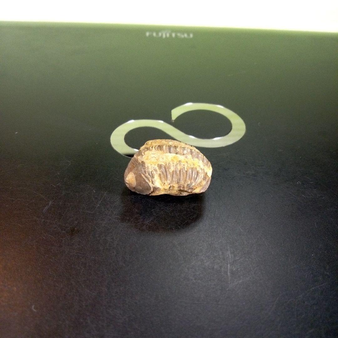 三葉虫　化石　fossil　海　ボリビア産　trilobite　海生動物種別⑨
