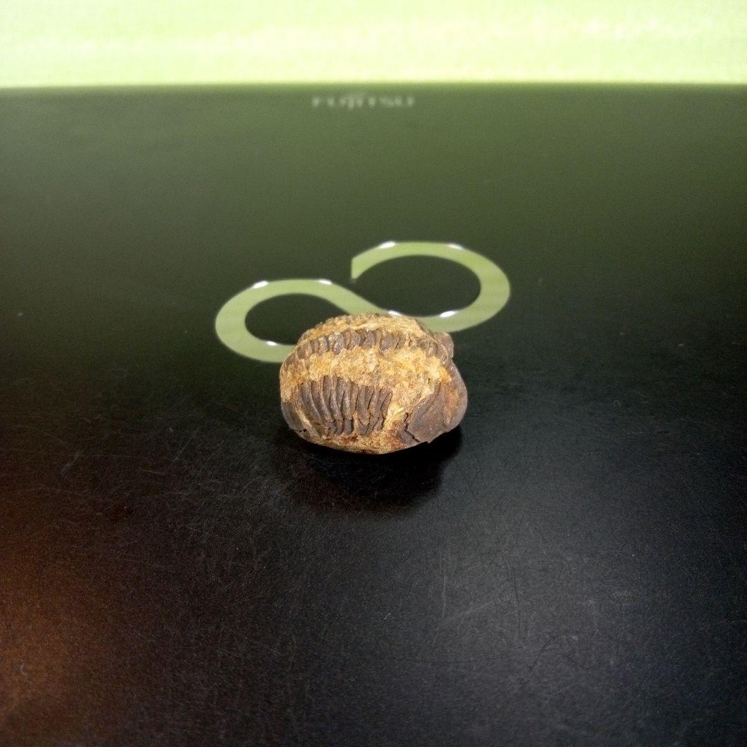 三葉虫　化石　fossil　海　ボリビア産　trilobite　海生動物種別⑨