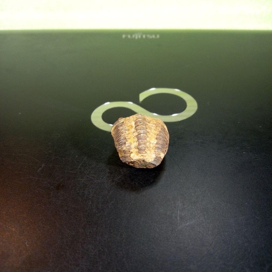 三葉虫　化石　fossil　海　ボリビア産　trilobite　海生動物種別⑨