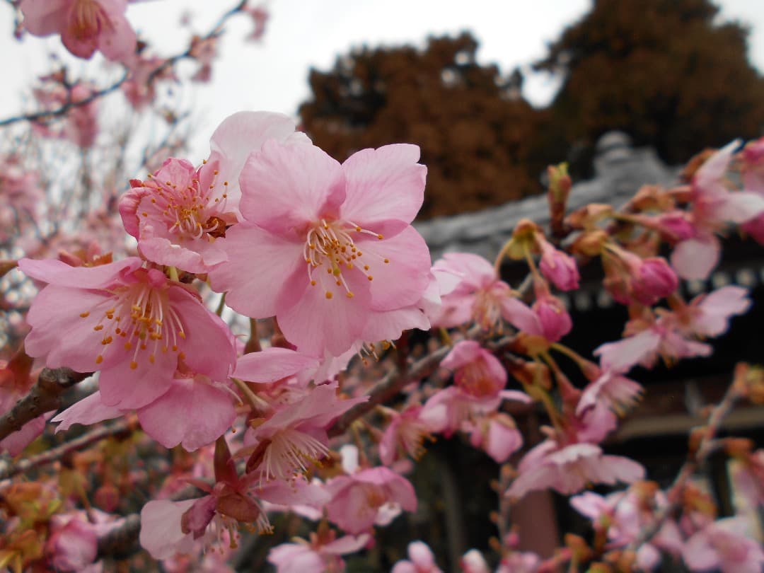 実写美⭕️【動作確認済】Nikon COOLPIX A100 デジタルカメラ