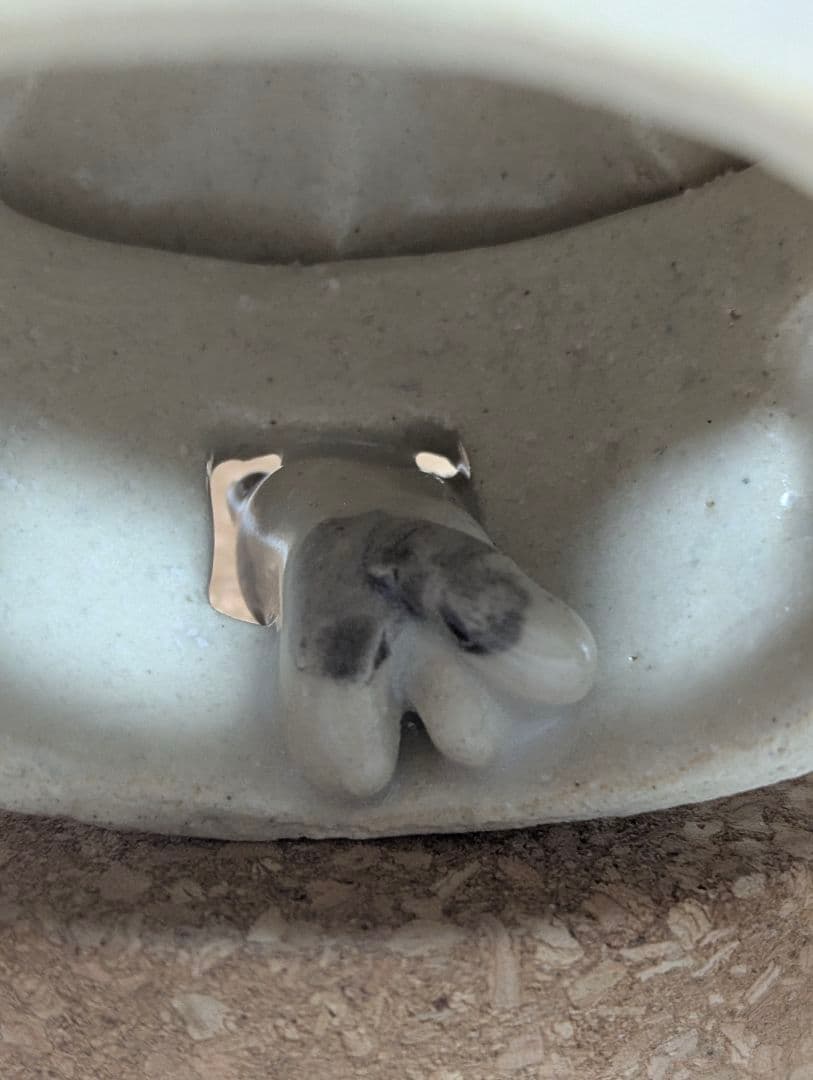 めだかの喜ぶ猫さま(=^・^=)『す』