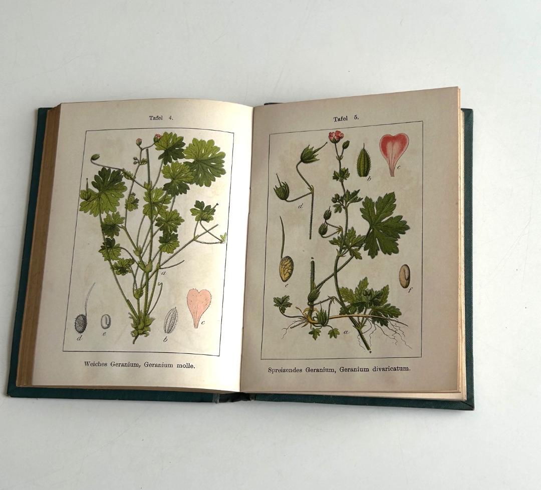 １９０２年　石版印刷　ボタニカル　植物解剖図　植物図鑑　アンティーク