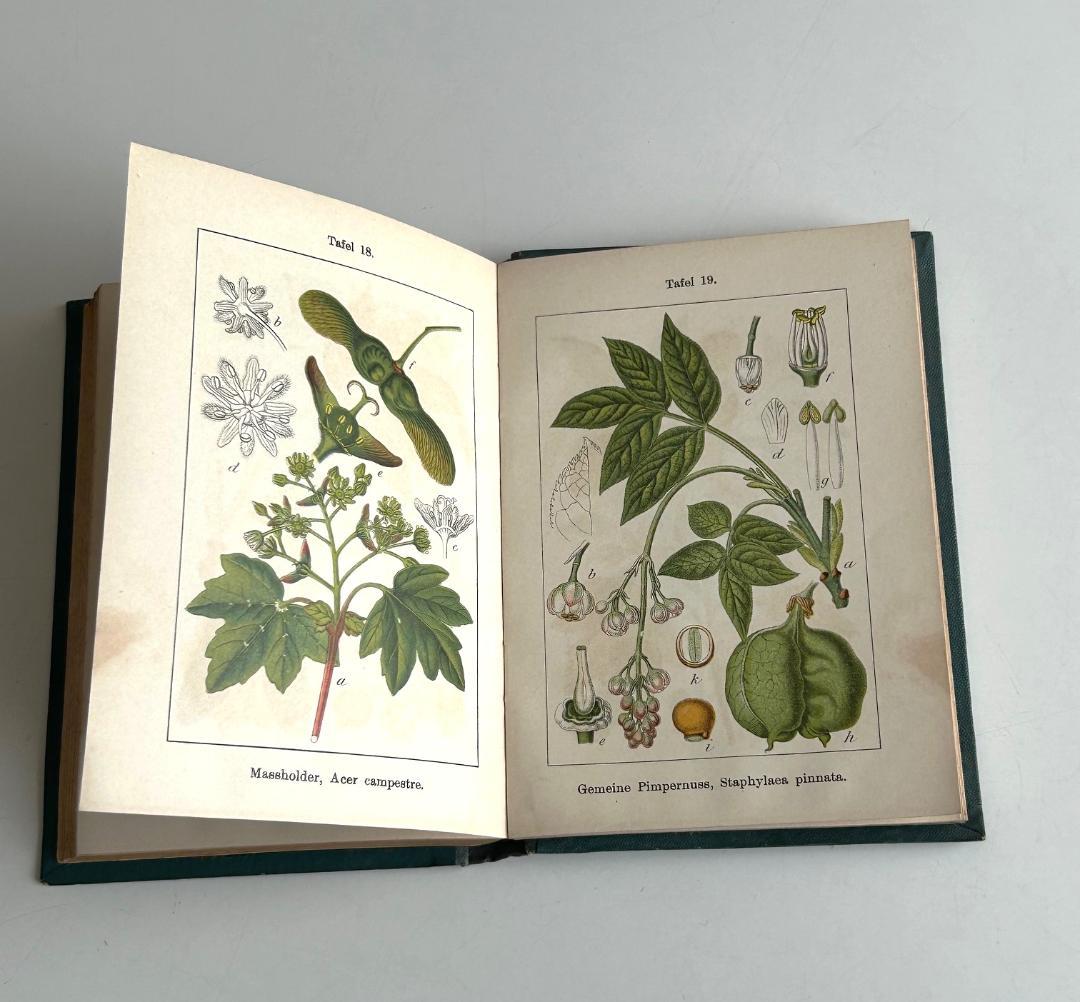 １９０２年　石版印刷　ボタニカル　植物解剖図　植物図鑑　アンティーク