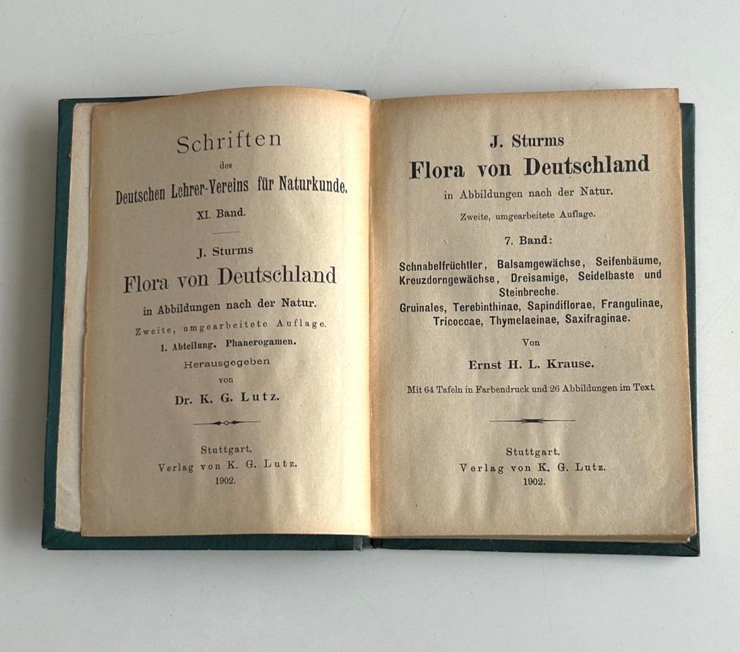 １９０２年　石版印刷　ボタニカル　植物解剖図　植物図鑑　アンティーク