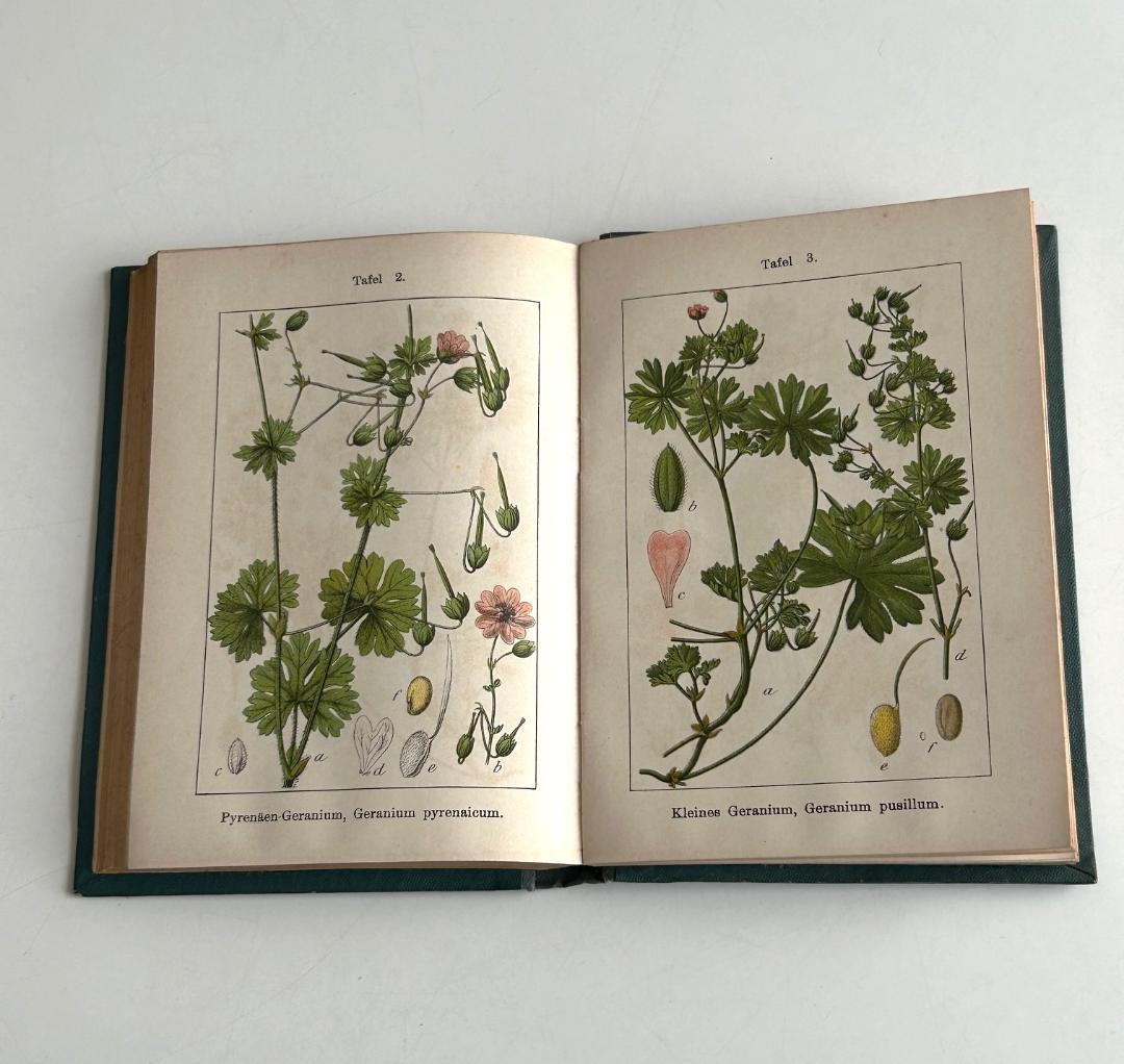 １９０２年　石版印刷　ボタニカル　植物解剖図　植物図鑑　アンティーク