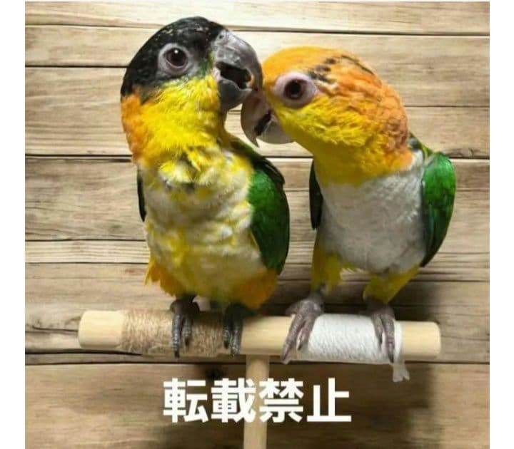 T10　☆　中型インコ　背の高～い止まり木　Tパーチ　シロハラインコ　スタンド