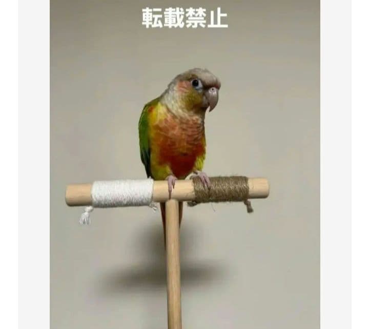 T10　☆　中型インコ　背の高～い止まり木　Tパーチ　シロハラインコ　スタンド
