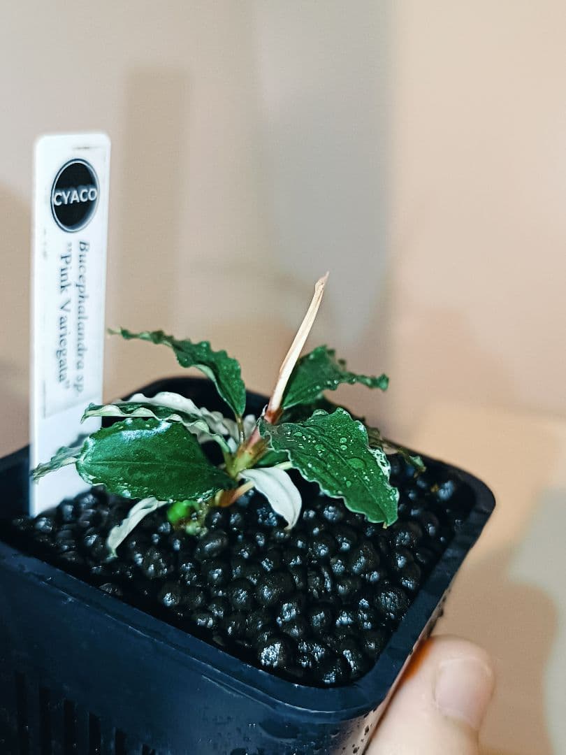 V*d様 Bucephalandra sp.\"Pink variegata\"