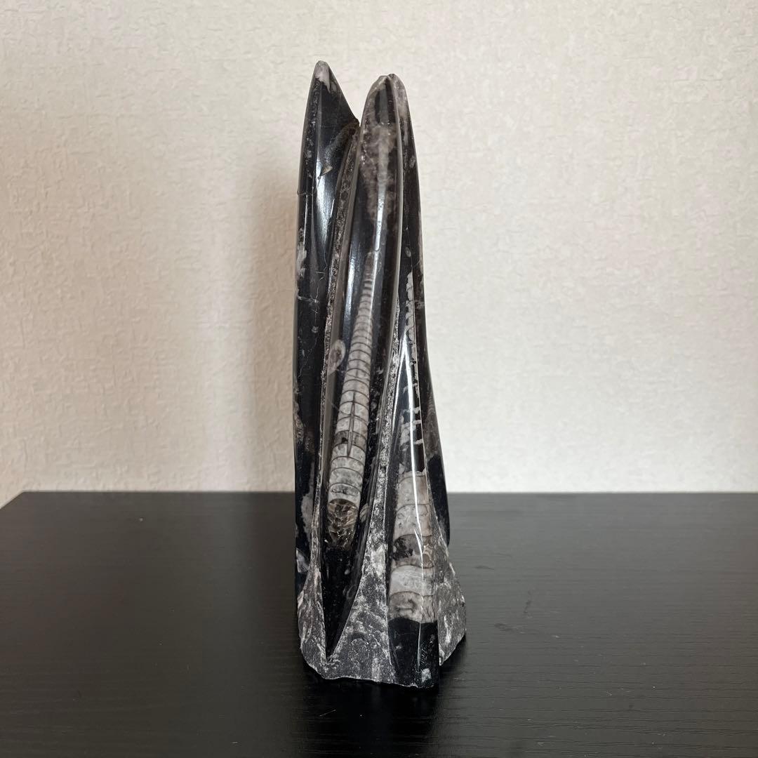 鉱物　オルソセラス化石 直角石 1kg ペーパーウェイト