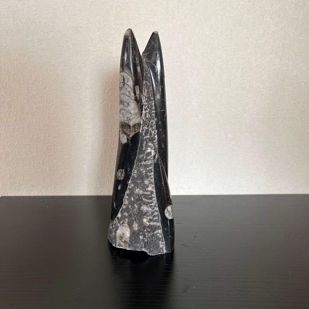 鉱物　オルソセラス化石 直角石 1kg ペーパーウェイト