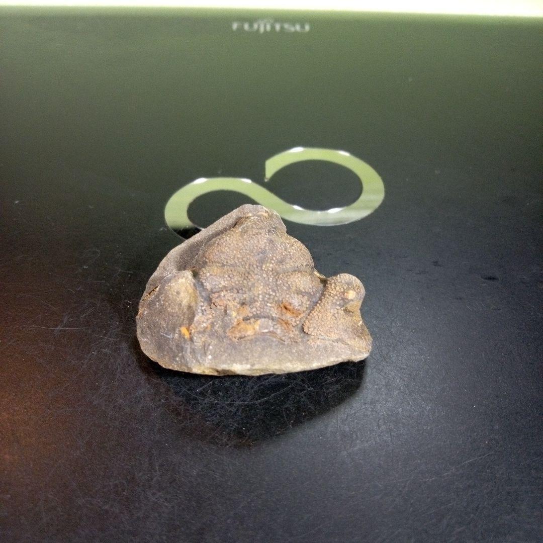三葉虫　化石　fossil　ボリビア産　trilobite　ボリビア三葉虫郡⑦