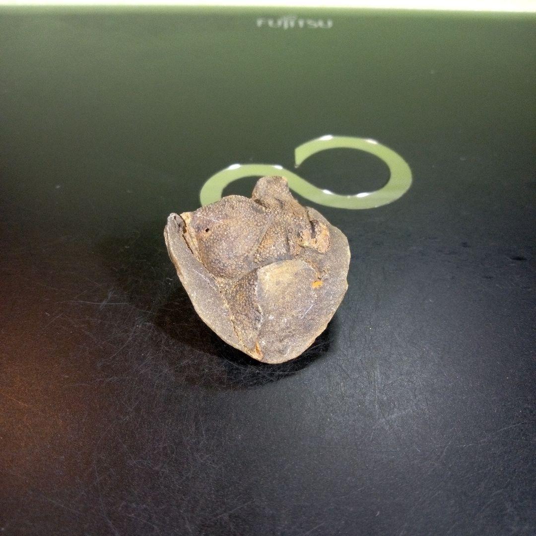 三葉虫　化石　fossil　ボリビア産　trilobite　ボリビア三葉虫郡⑦