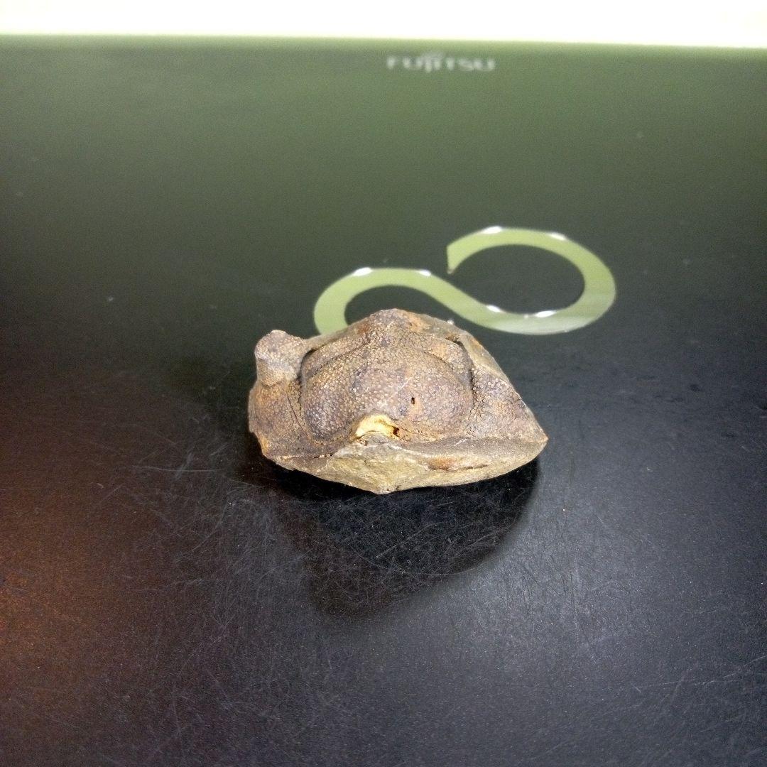 三葉虫　化石　fossil　ボリビア産　trilobite　ボリビア三葉虫郡⑦