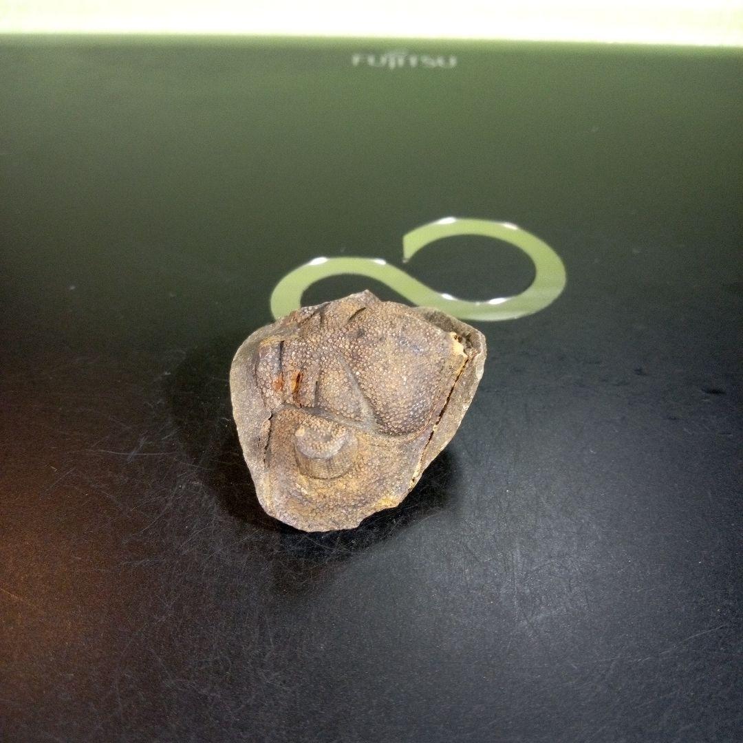 三葉虫　化石　fossil　ボリビア産　trilobite　ボリビア三葉虫郡⑦