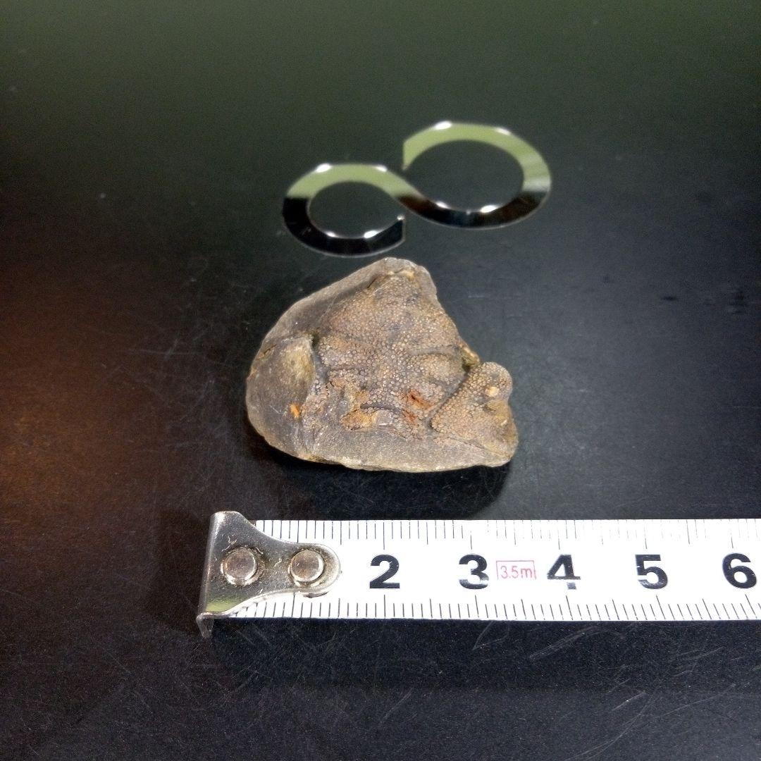 三葉虫　化石　fossil　ボリビア産　trilobite　ボリビア三葉虫郡⑦