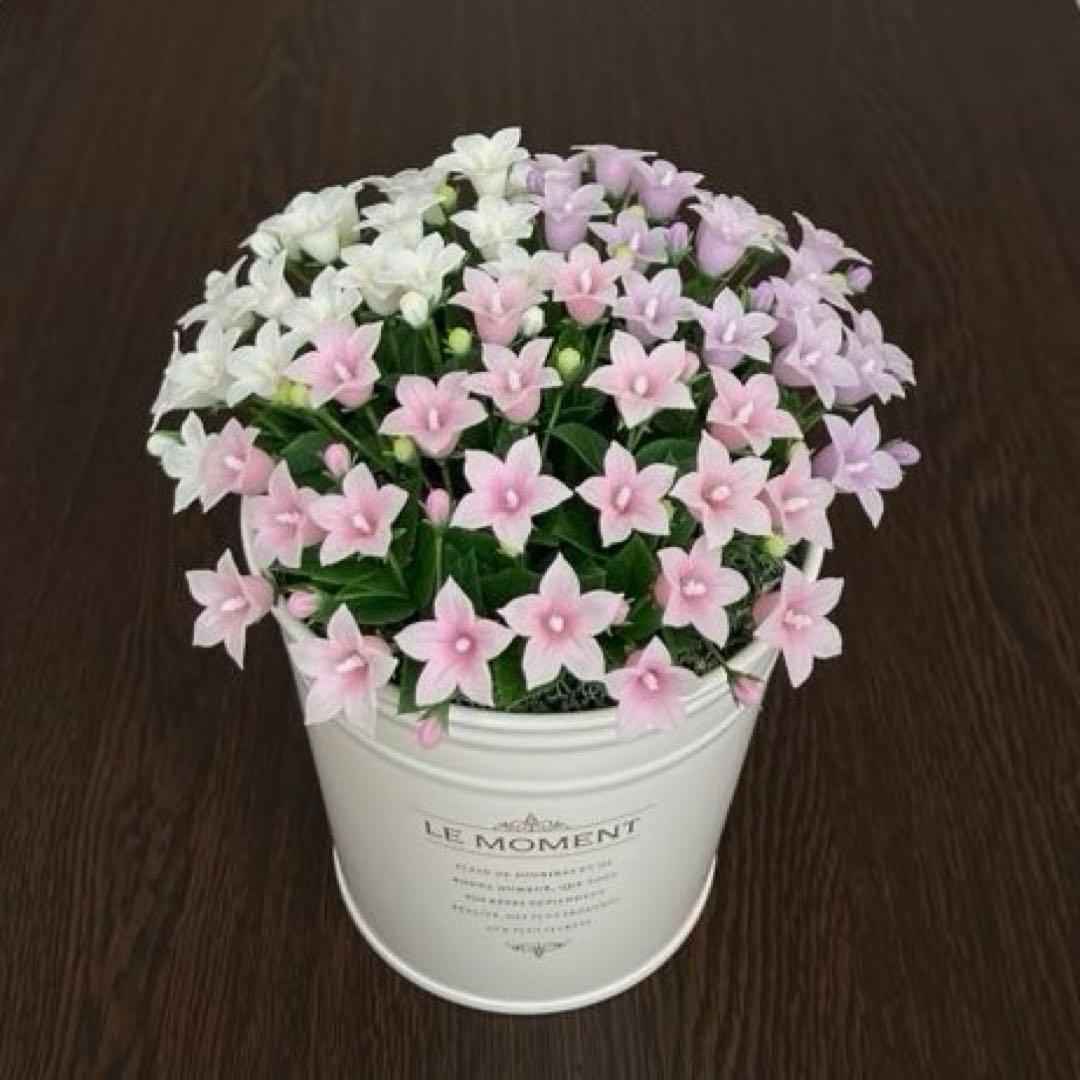専用　ベルフラワー　プリムラジュリアン　ミニアレンジ　クレイフラワー