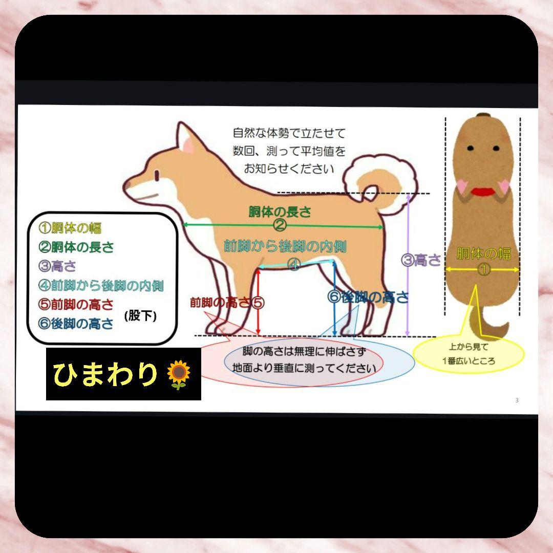 ミックス犬4輪　リハビリ　食事補助　犬用車椅子　体制維持　犬の歩行器