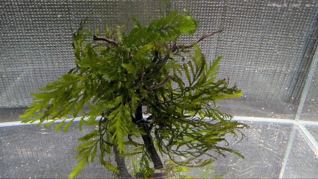 ボルビディスギニア2株30葉を2本のネシア黒枝流木2本組に活着途中の素材