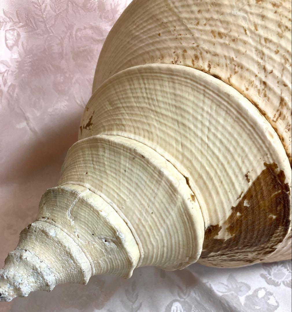 アラフラオオニシ49cm 世界最大の巻貝